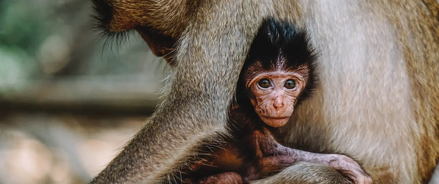 A small baby Japanese macaque monkey huddles under its mom. 